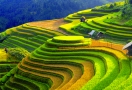 Terraced rice fields in Mù Cang Chải