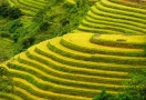 Terraced rice fields Hoàng Su Phì (Hà Giang)