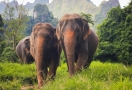 Khao Sok Elephant
