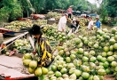 922-coconut-ben-tre-mekong
