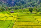 Terraced rice fields in Mai Chau