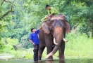 Elephant Jungle Sanctuary in Chiang Mai