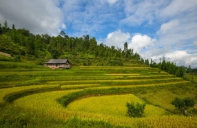 Ho Thau Rice Terraces In Hoang Su Phi Ha Giang