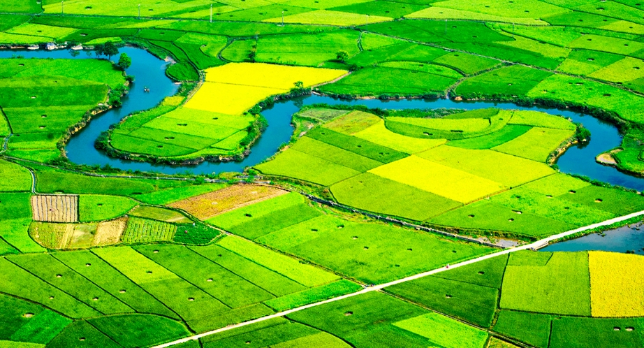 Rice fields in Lạng Sơn