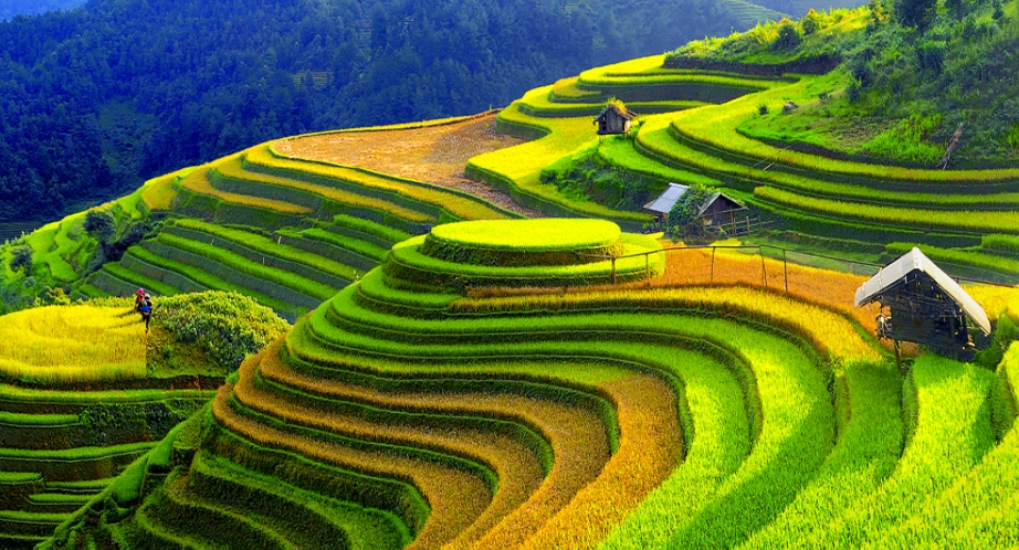 Terraced rice fields in Mù Cang Chải