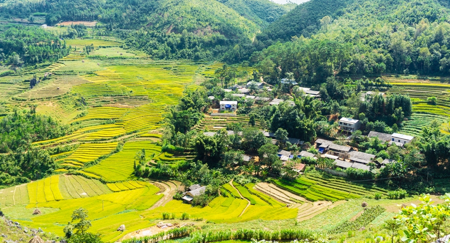 Rice fields in Ha Giang