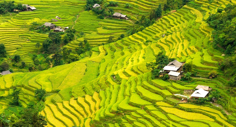 Terraced rice fields Hoàng Su Phì (Hà Giang)