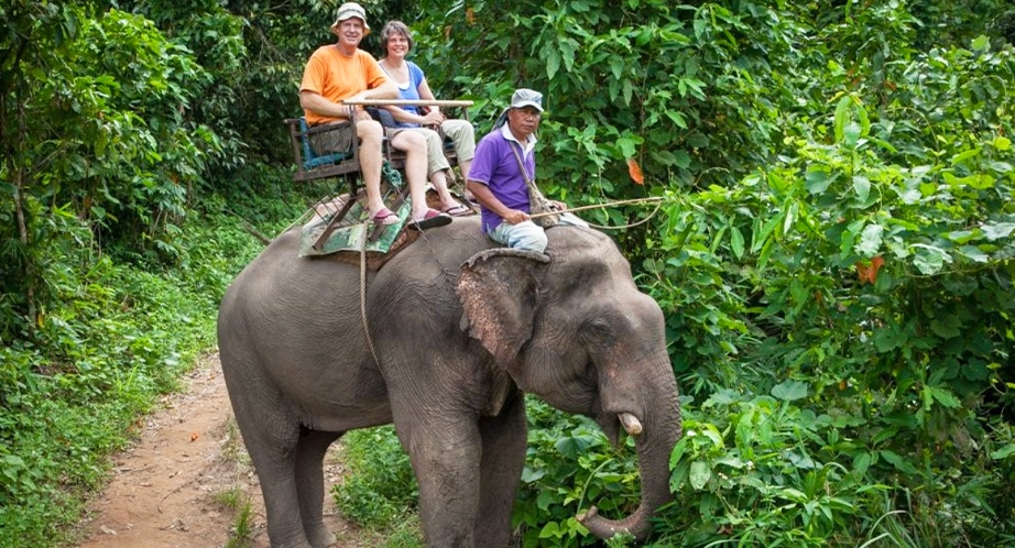 Elephant in Chiang Rai