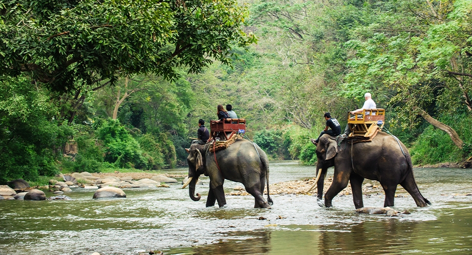 Elephant Jungle Sanctuary - Best place of Chiang Mai Tour