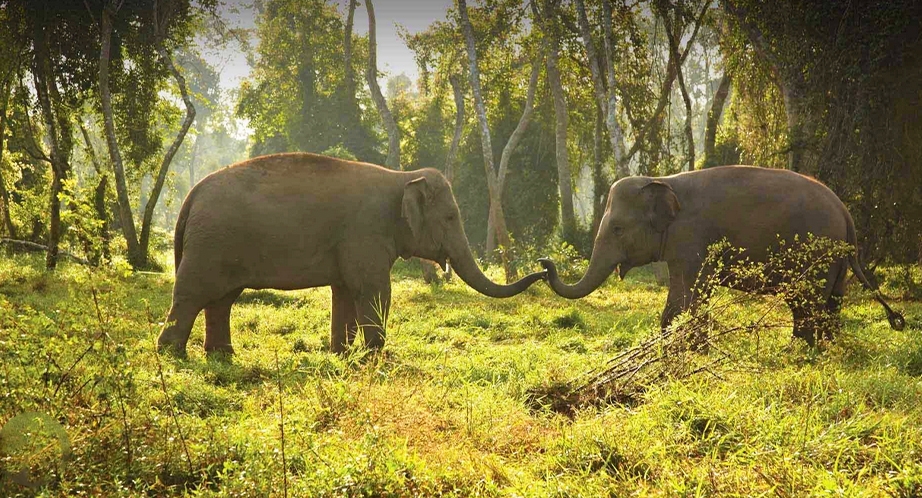 Elephant in Chiang Rai