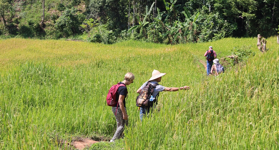 Trekking in Mai Chau Valley