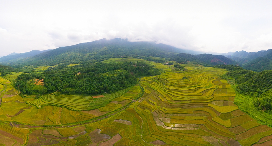 Terraced rice fields in Pu Luong