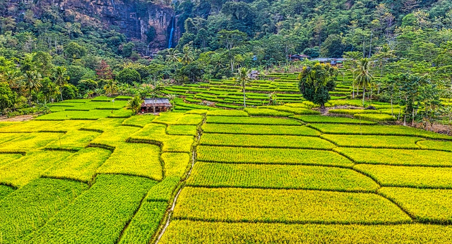Terraced rice fields in Mai Chau