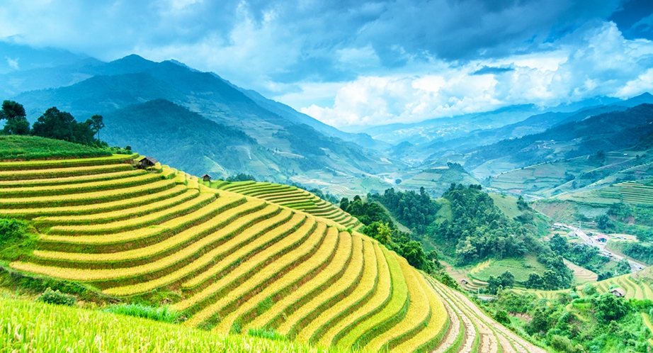 Terraced rice fields in Sapa