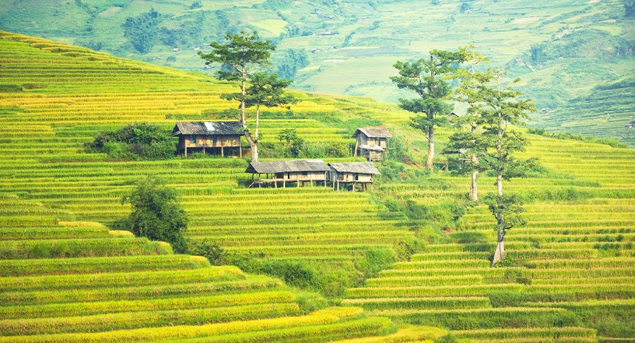 Terraced rice fields in Sapa