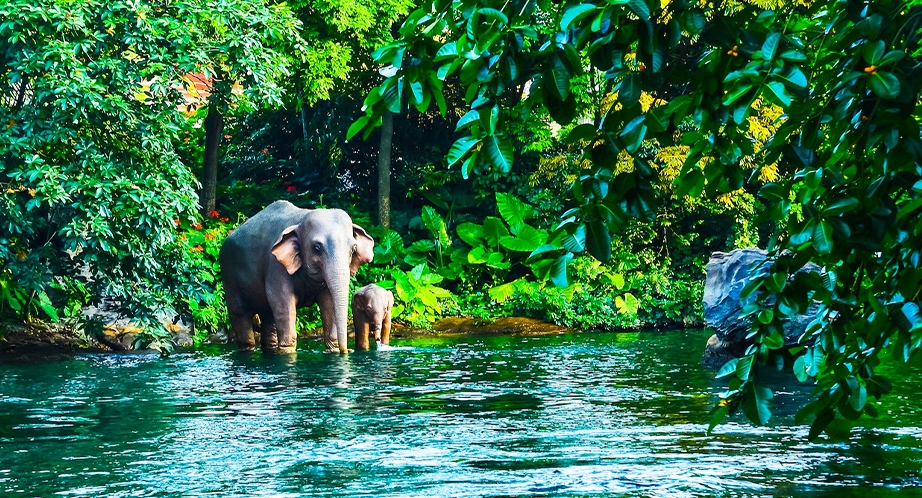 Khao Yai National Park (Thailand)