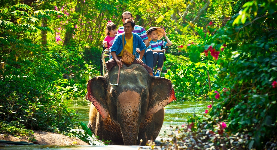 Elephant Camp in Thailand