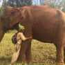 What To Do In Cambodia? Top 10 Best Things To Do In Mondulkiri