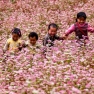 A Must-See In Ha Giang: Immerse Yourself In The Buckwheat Flower Festival