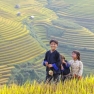 Ha Giang Rice Terraces - Top Things To Do In Northern Vietnam