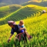 What To Do In Yen Bai Vietnam 3 Days? Itinerary Review By Mr. Mike