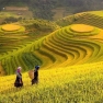 Mam Xoi Hill And Mong Ngua Hill: Paradise Of Mu Cang Chai Rice Terraces