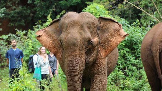 5-day trip to Mondulkiri in couple - reviews and tips