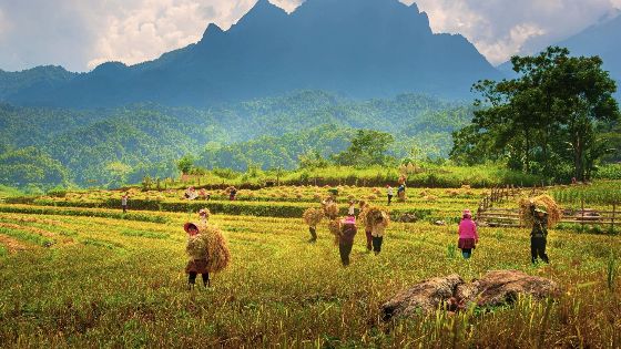 Agricultural Tourism In Northern Vietnam - Useful Tips For Your Trip