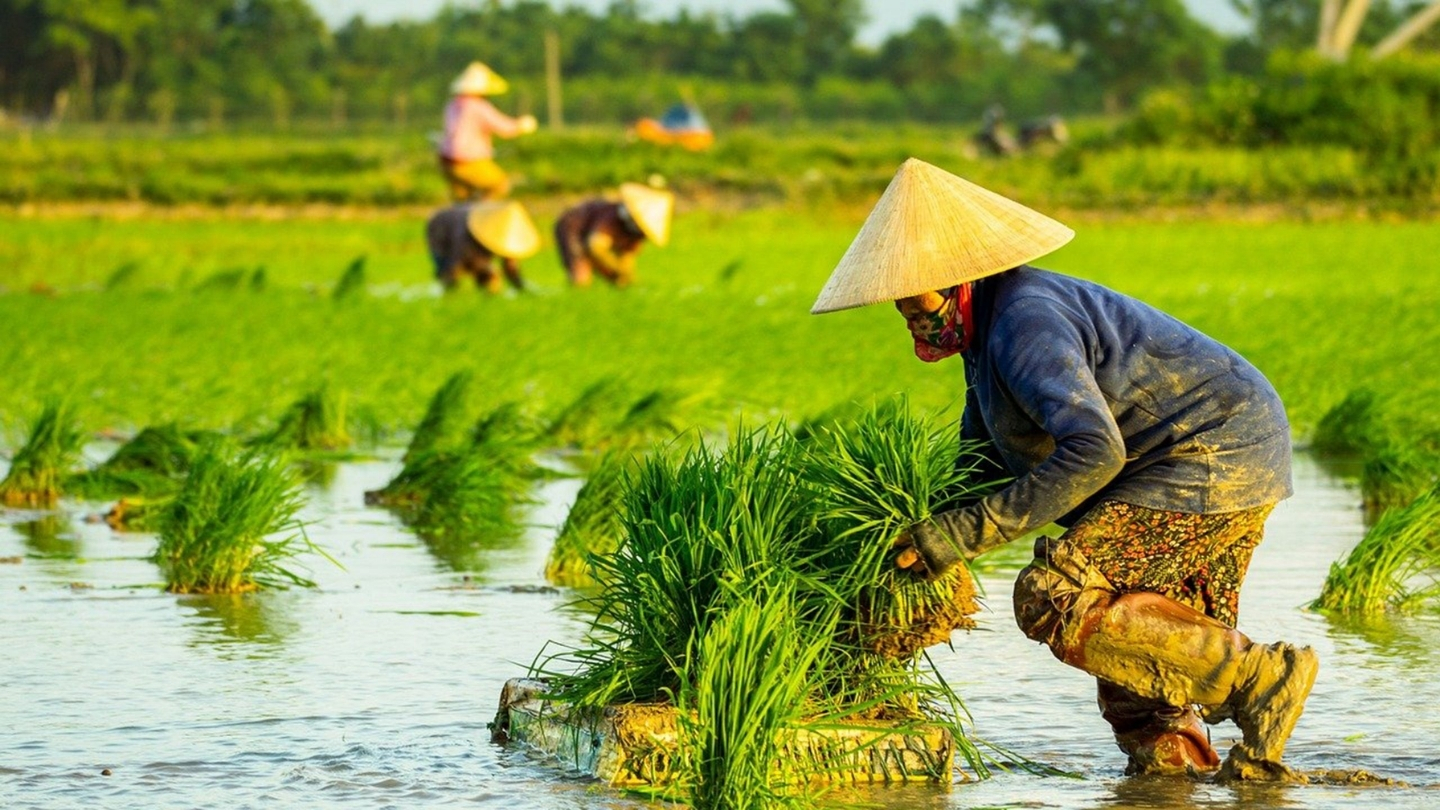 Daily life in the vietnamese countryside