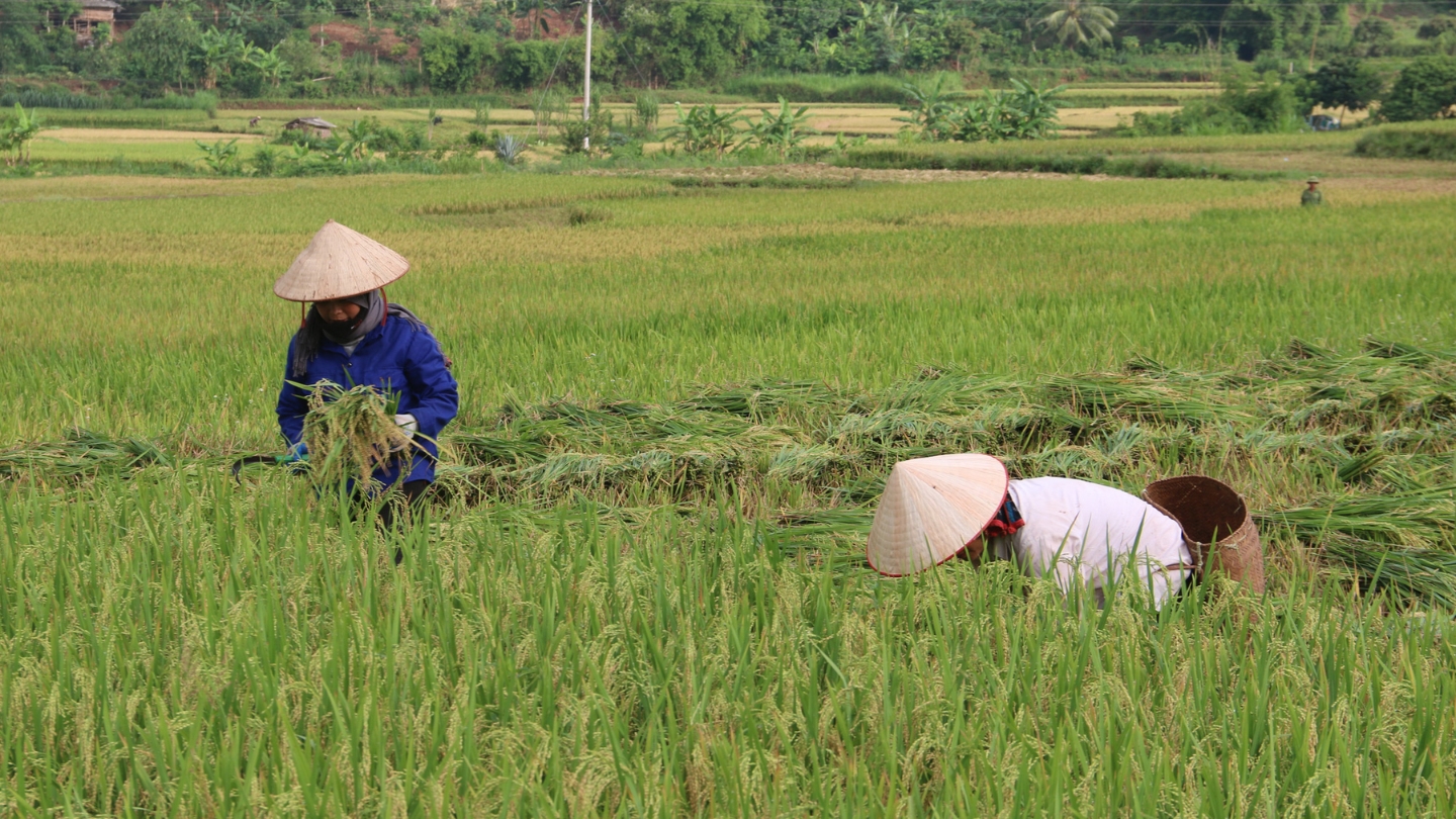 Trekking tour in Mai Chau