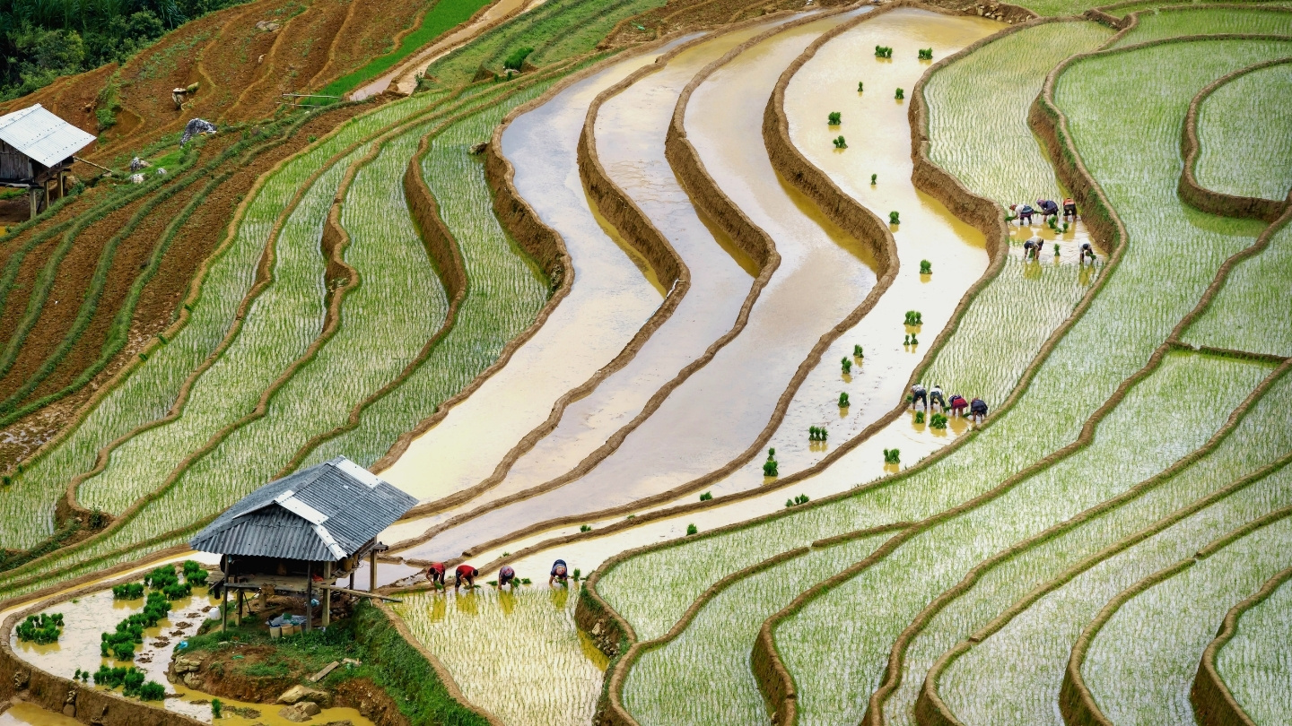 Flooded rice terraces during field preparation