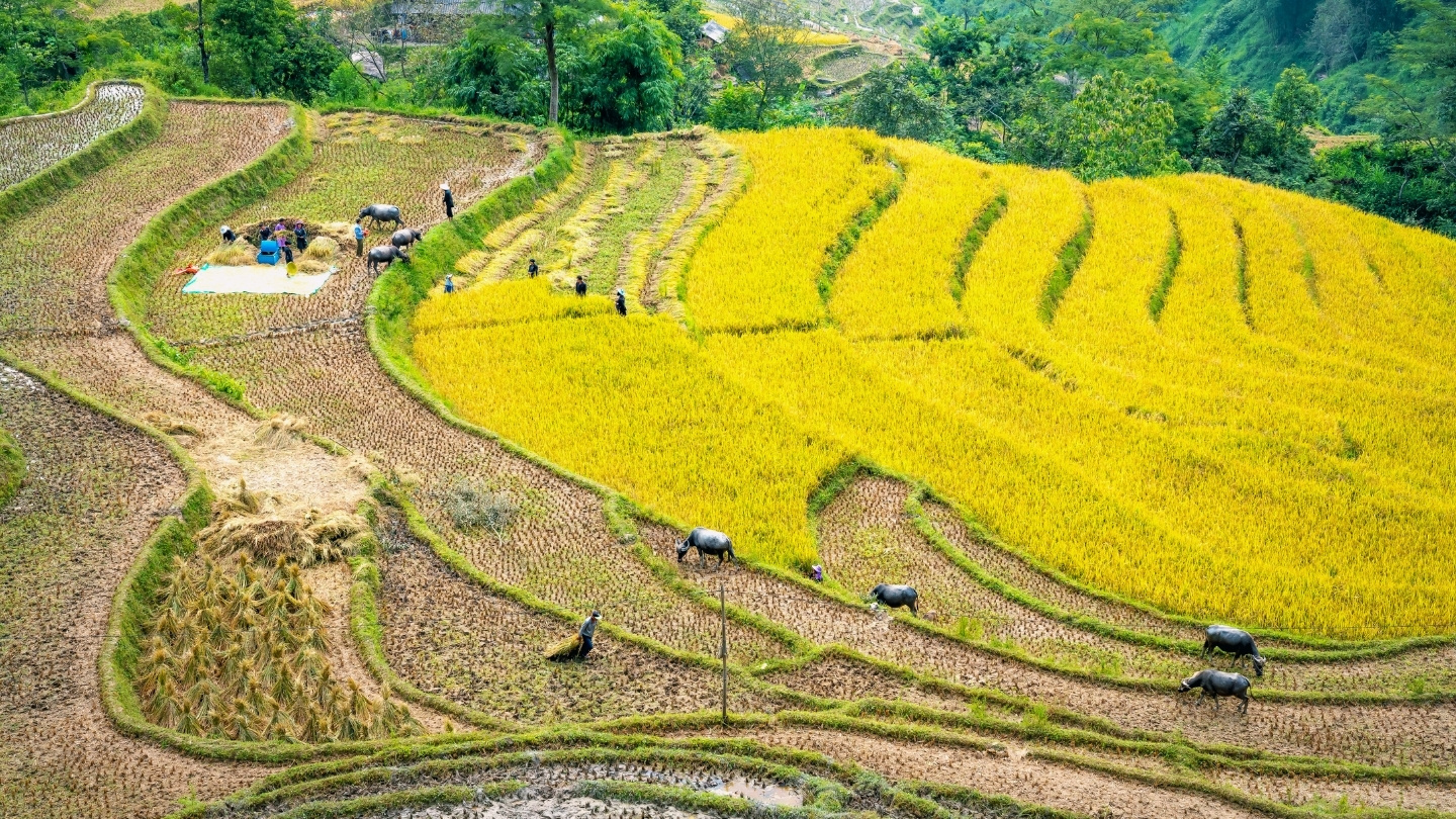 Experiencing mountain farming in Northern Vietnam
