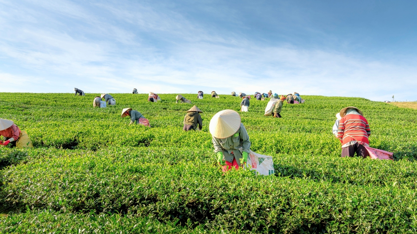 Tea harvesting on agricultural tours in Northern Vietnam