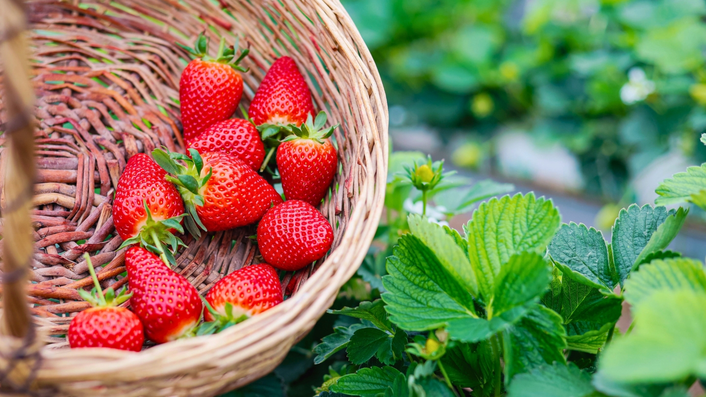 Picking fresh strawberries in Moc Chau