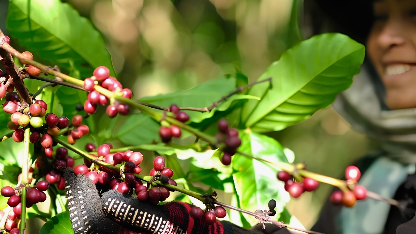 Meeting coffee producers on the Bolaven Plateau