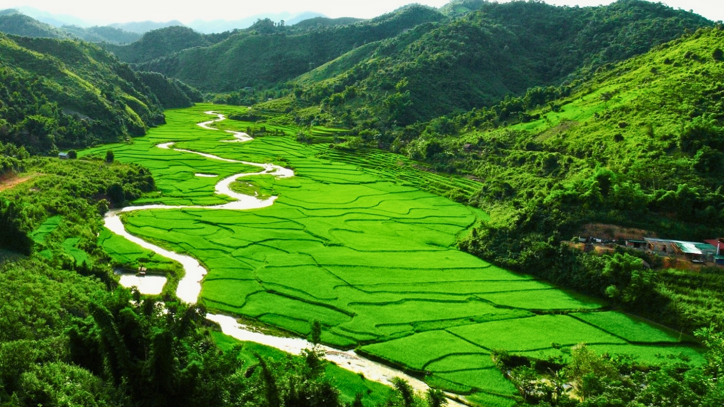 The beauty of the lush rice fields in the Luang Namtha Valley