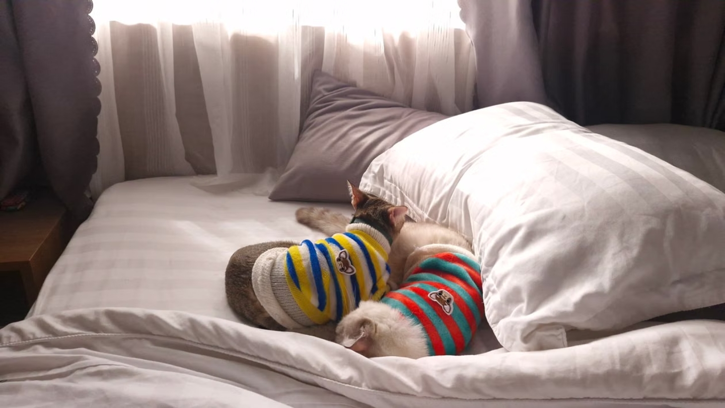Pet-friendly hotels in Laos for traveling with your pet