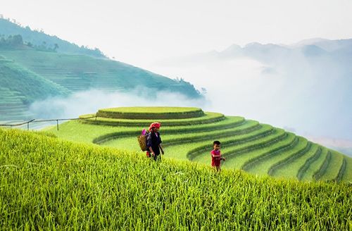 Full-Day Trekking In Mù Cang Chải (Breakfast, Lunch, Dinner)