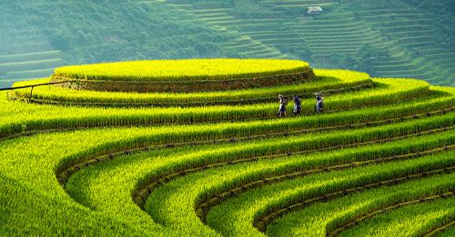Nghia Lo - Mu Cang Chai