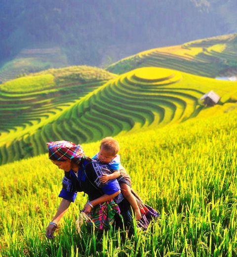 Route Photography - Rice fields of North Vietnam 12 Days 11 Nights