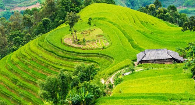 Terraced rice fields Hoàng Su Phì (Hà Giang)