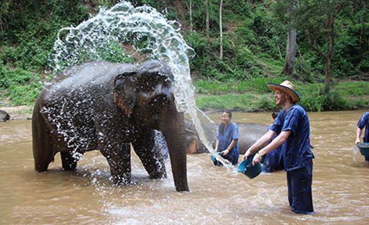 Elephant Safari & Bamboo Rafting