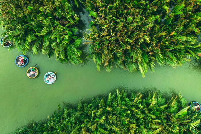 Bay Mau water coconut forest