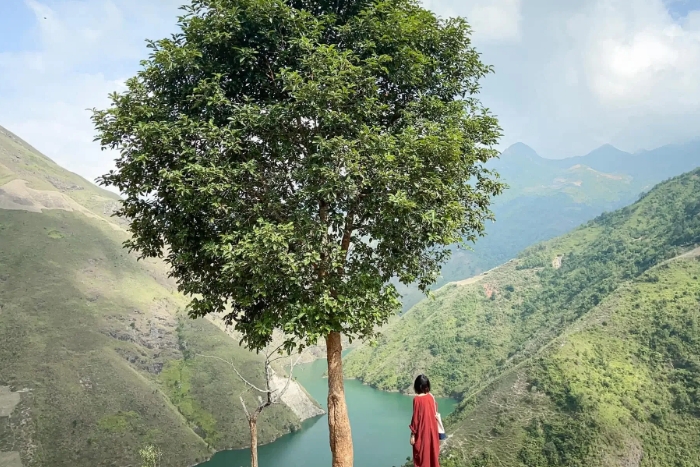 Lonely tree in Ta Xua Vietnam