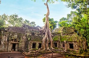 Siem Reap - Ta Prohm - Angkor Wat Temples - Angkor Thom City (B/L)