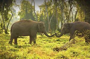 Chiang Mai – Elephant Jungle Sanctuary (B, L)