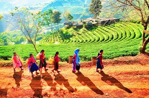 Chiang Rai – Doi Mae Salong – Chiang Saen (B)