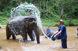 Chiang Mai - Elephant Poopoo Paper Farm – Mae Ping River Cruise (B)