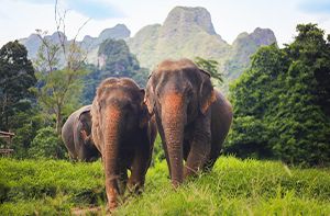 Khao Sok Jungle Trekking (B,L,D)