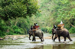 Chiang Mai – Elephant Jungle Sanctuary (B, L)